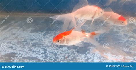Red And White Fantail Goldfish In Aquarium Stock Image Image Of