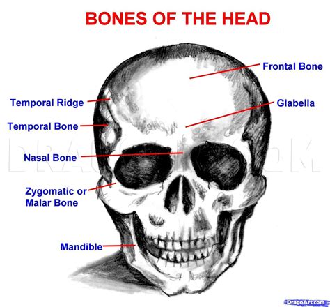 How To Draw A Realistic Skull Human Skull Step By Step Drawing Guide