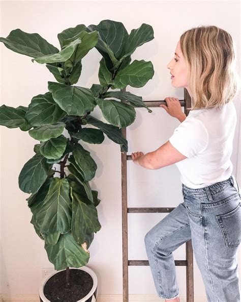 Three Ways To Encourage A Fiddle Leaf Fig To Branch Pruning Notching