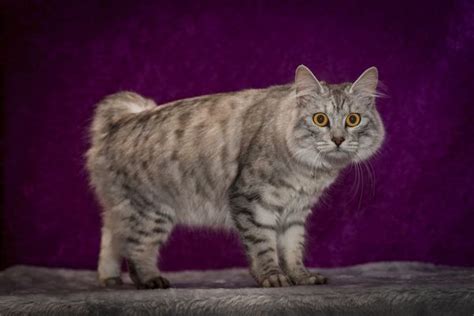 Manx Cat — Full Profile History And Care