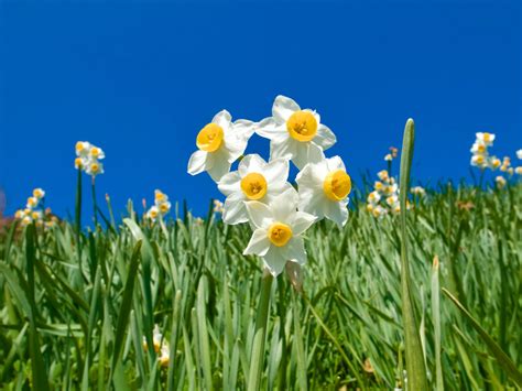 Top 999 Daffodil Wallpaper Full Hd 4k Free To Use