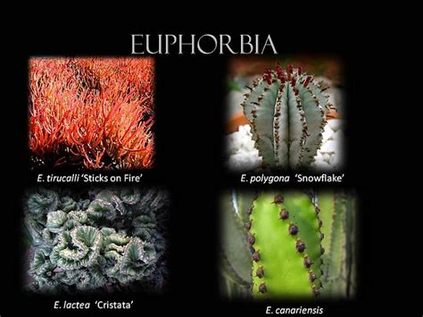 Euphorbia Milky Sap In All Stems Karl Gercens Flickr