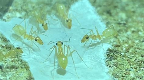 Honeypot Ants Drink A Drop Of Water Myrmecocystus Mexicanus Youtube
