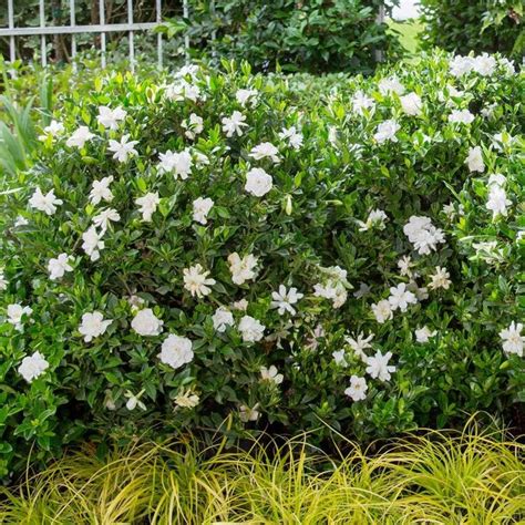Southern Living Plant Collection 2 Gal Jubilation Gardenia Live