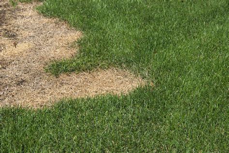How To Fix Those Unsightly Yellow Spots In Your Lovely Lawn Gardenerdy