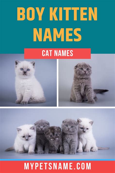 Boy Cat Names Cute Pet Names Cute Cat Names Boy Cat Names