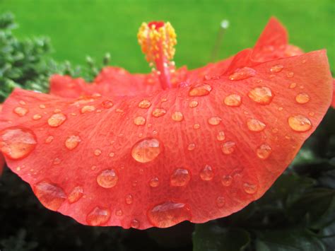 Free Images Blossom Leaf Petal Bloom Raindrop Orange Red