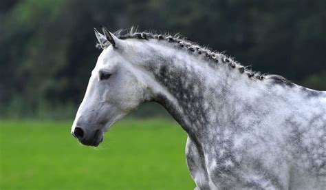 130 Dapple Gray Horse Name Ideas For Males And Females Helpful Horse Hints