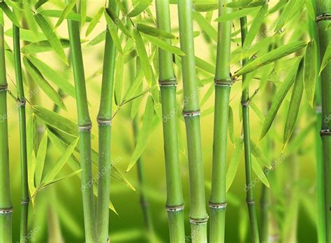 Bamboo Forest — Stock Photo © Jagcz 23963601