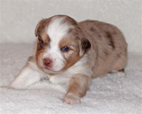 Champion companions has just welcomed a new litter to the family on 12/27. Available Puppies | Mini Aussies in Colorado