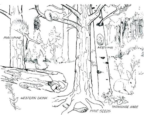 Forest Trees Coloring Pages At Free