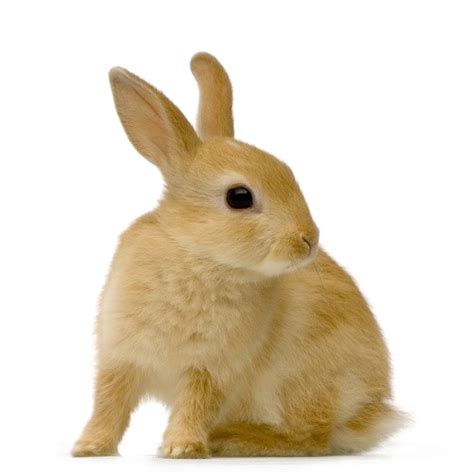 Cute Little Brown Rabbit Transparent Png Stickpng Images