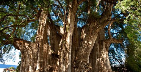 El Milenario árbol Del Tule Símbolo Mexicano