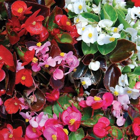 Begonia Semperflorens Sun Shade Mix Versatile Summer Annual Ideal In