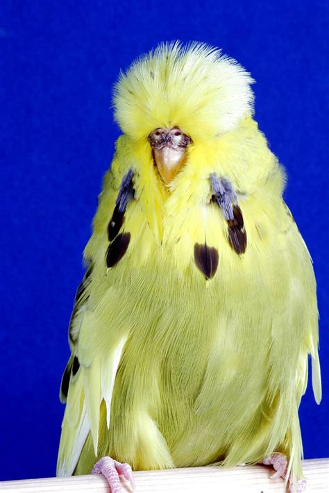 Budgie Budgerigar For Sale In Uk 79 Used Budgie Budgerigars