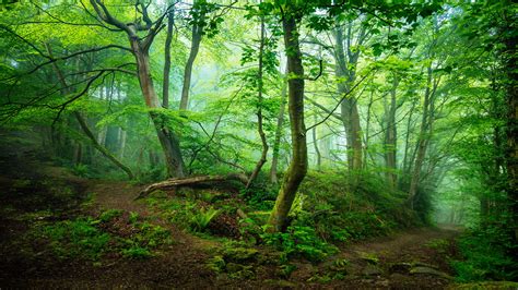Green 8k Wallpapers Top Free Green 8k Backgrounds