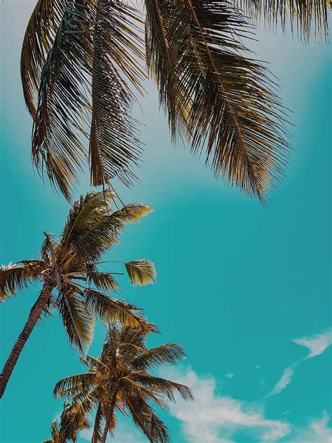 Palm Trees Treetops Sky Tropics Summer Hd Mobile Wallpaper Peakpx