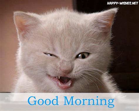 40 Good Morning Wishes For Cat Lovers Images Pictures