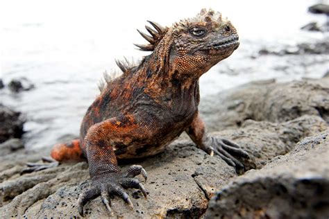 14 Unique Animals Of The Galapagos Islands