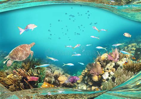 Colorful Coral Reef With Many Fishes Art Design Stock Photo Image Of