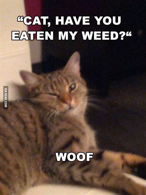 stoned cat sally 9gag