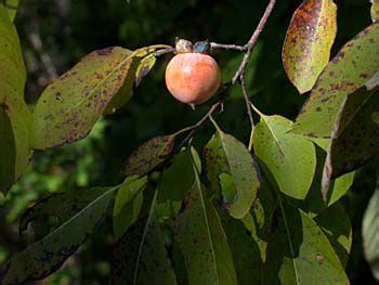 Plant Id Fruits Nuts Native Persimmon Florida Master Gardener