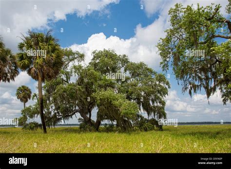 Myakka River State Park In Sarasota Florida Stock Photo Alamy