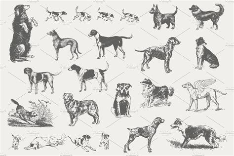 Vintage Dog Illustrations Illustrations ~ Creative Market