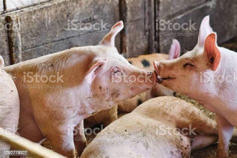 Cute Pigs Kissing Stock Photo Download Image Now Kissing Pig