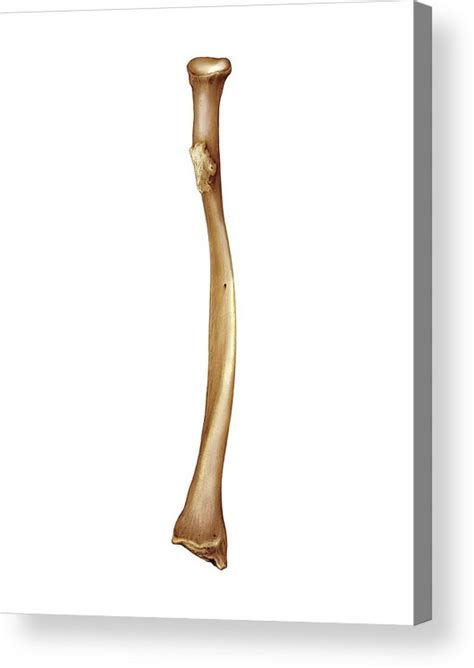 Radius Bone Art Print By Asklepios Medical Atlas The Best Porn Website