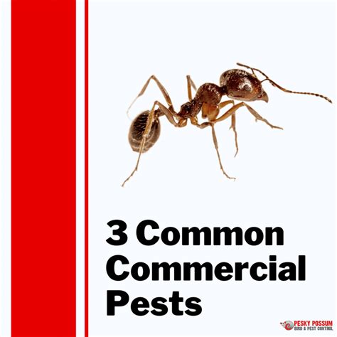 3 Common Commercial Pests Pesky Possum Bird And Pest Control