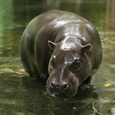Pygmy Hippo Singapore Zoo