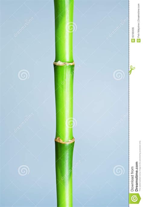 Tige en bambou verte image stock Image du normal vivacité 65180435
