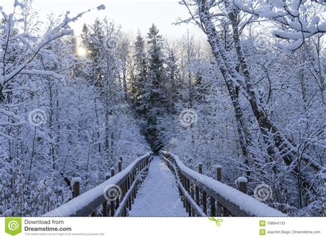 Beautiful Calm And Peaceful Frozen Cold Winter Season Snow In