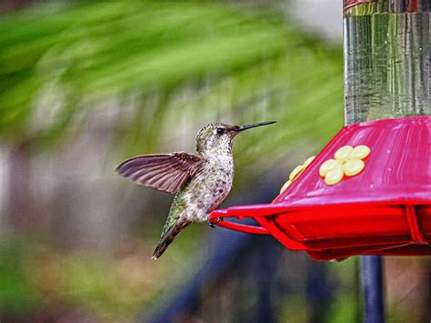 Hummingbird Photograph By Linda Dunn Fine Art America