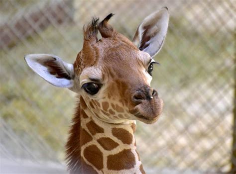 Giraffe Calf Takes Baby Steps Toward A Healthy Future Zooborns