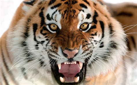 Amazing free hd tiger wallpapers collection. Tiger Wallpapers | Best Wallpapers