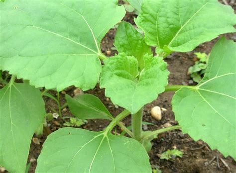 You're not satisfied the internet should have it if you type baby sunflower you might have to look carefully. Baby Sunflower Plant | oppositeofsuper | Flickr