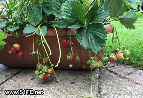 Growing Strawberries In Containers Or Pots How To Guide
