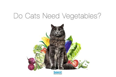 Darwin's has notified its customers directly of the recalls, the fda said, but it has not issued any public notification announcing this or any of the previous recalls. Does My Cat Need Vegetables? | Darwin's Natural Pet ...