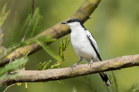 White Winged Triller Lalage Tricolor White Winged Trille Flickr