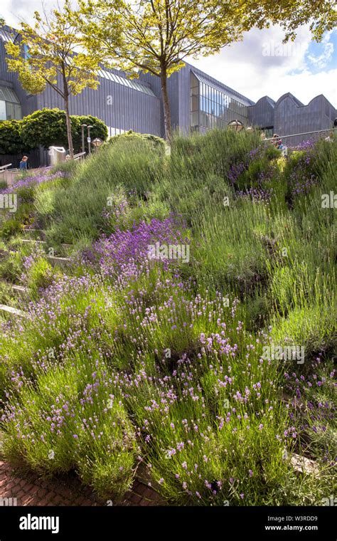 Lavender At The Stairway From The Banks Of The River Rhine To The