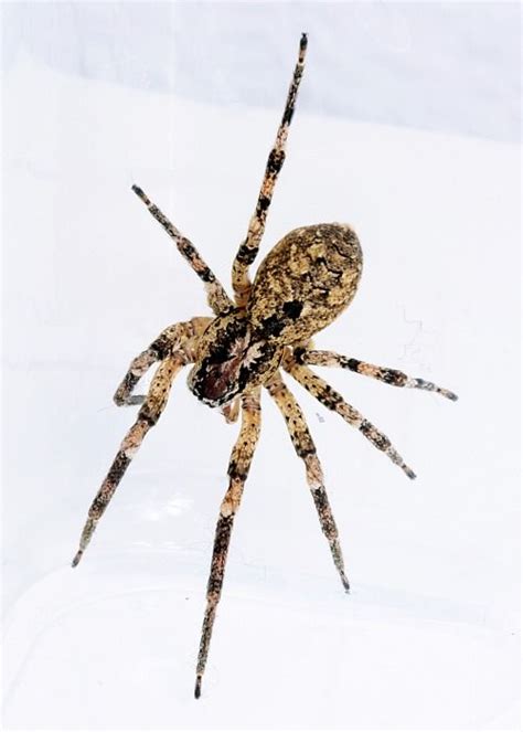 Eigentlich handelt es sich bei spinnen um praktische mitbewohner, die tatsächliche schädlinge beseitigen. 45 Best Images Große Spinnen Im Haus : Spinnen in Haus und ...