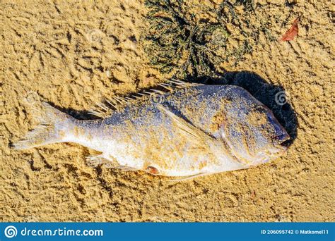 Fish Washed Up On The Shore Stock Photo Image Of Ocean Environment