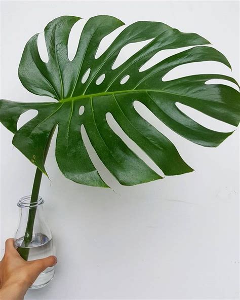 How To Id The Best House Plants On Instagram Mydomaine Plant Leaves House Plants Plants