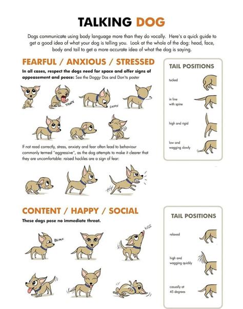 Fear Aggression In Dogs How To Deal With This Issue