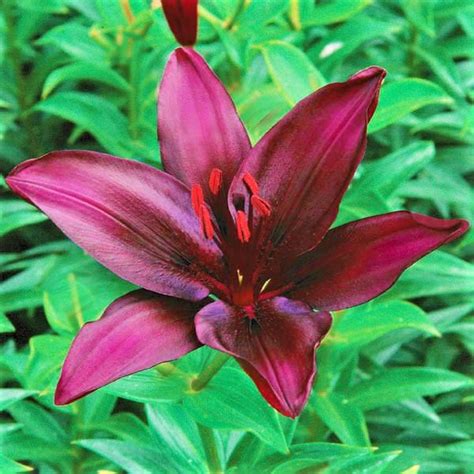 Asiatic Lily Dark Secret Easy To Grow Bulbs