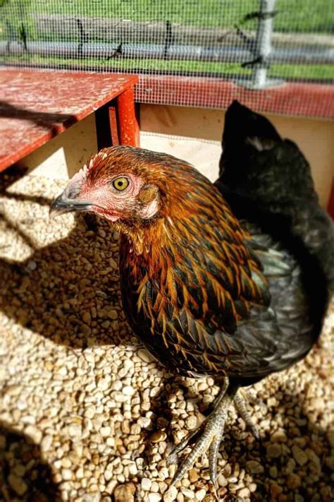 Black Star Chicken Appearance Temperament Eggs And Raising Tips