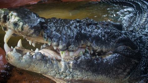 How Cassius The Largest Crocodile In Captivity In The World