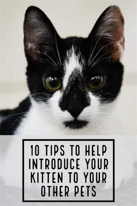 10 Tips To Help Introduce Your Kitten To Your Other Pets Cattipper In